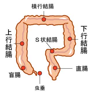 大腸の構造図
